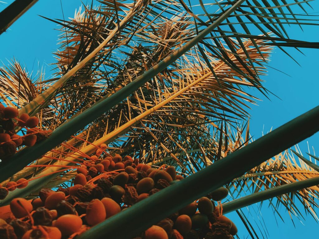 Bank Minyak Jelantah